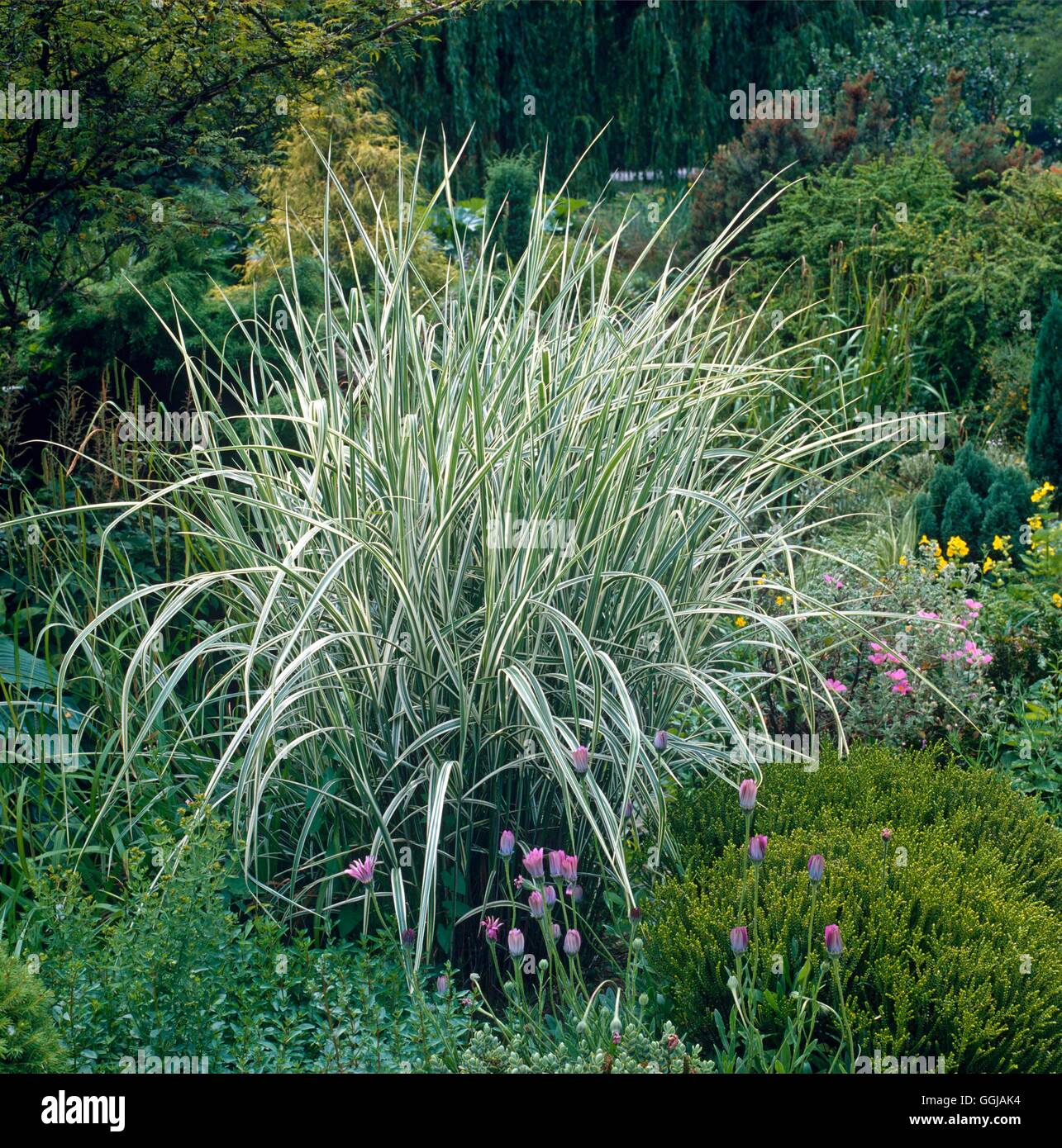 Miscanthus variegatus deals